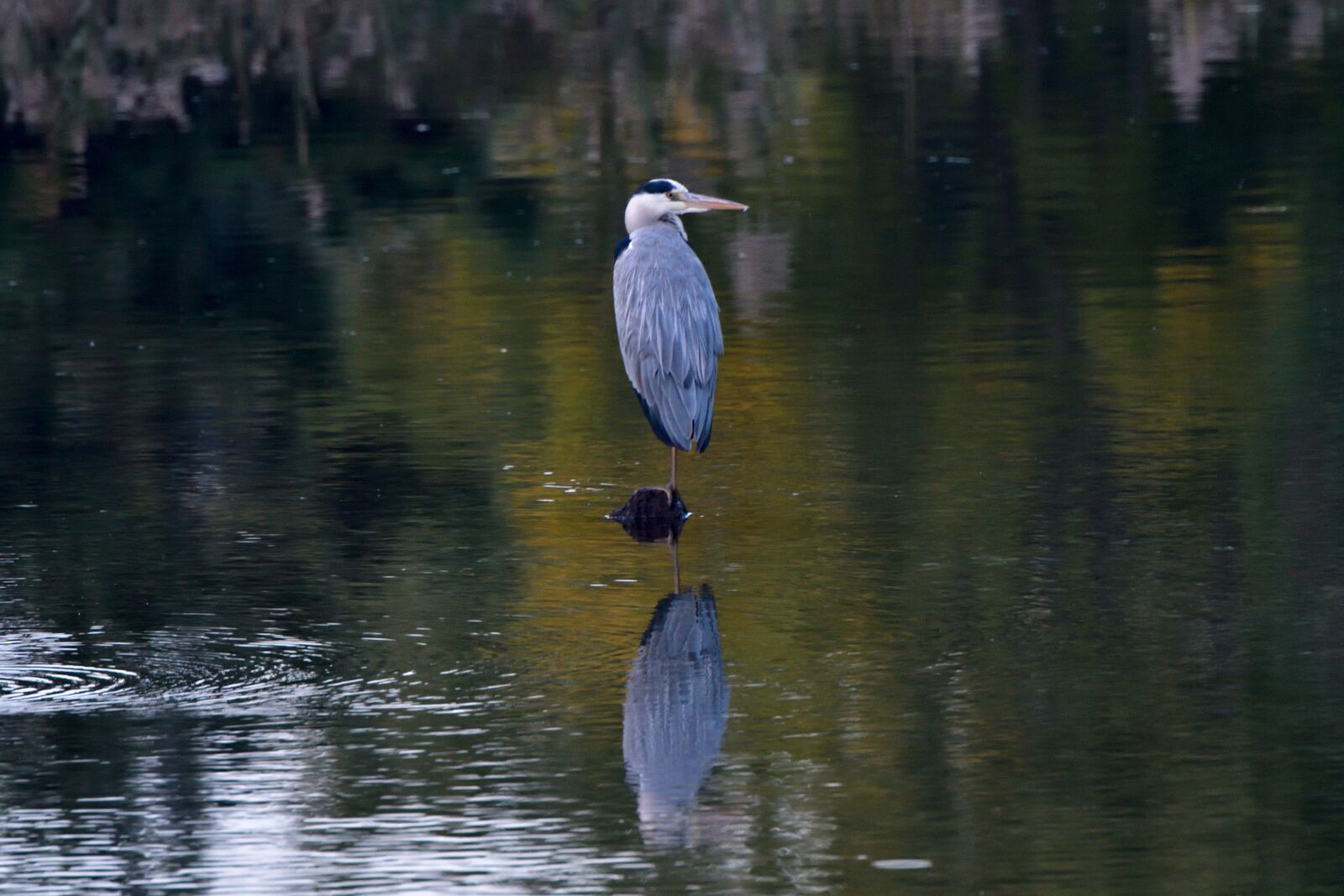 Nikon D500 sample photo. Waters, bird, pond photography