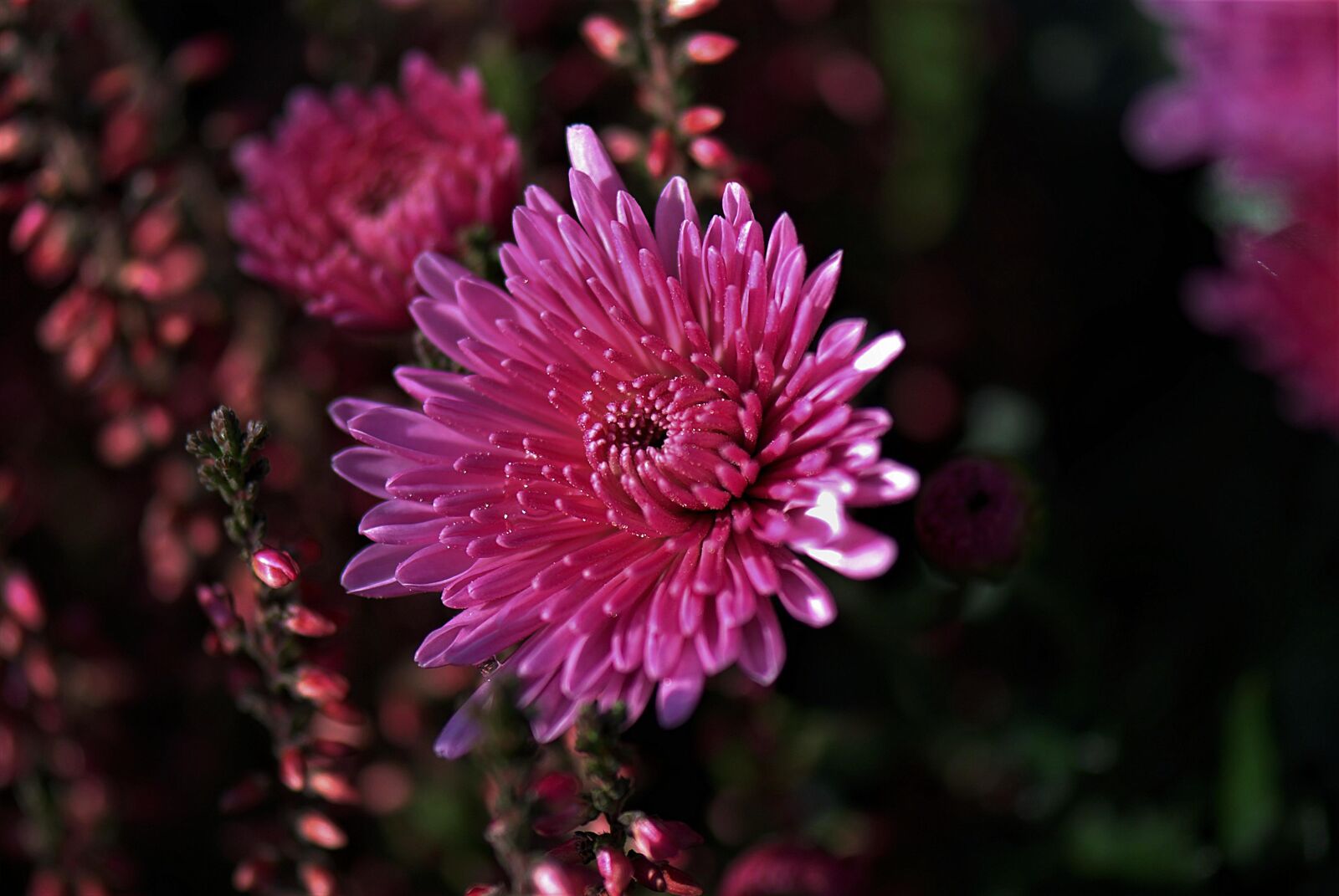 Nikon D80 sample photo. Chrysanthemums, pink, flower photography
