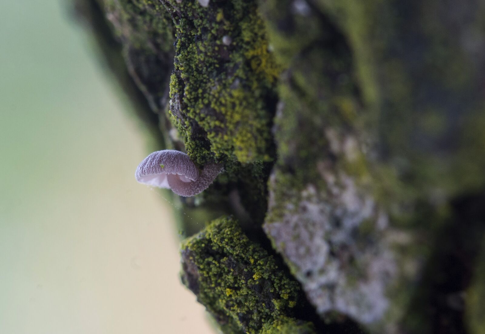 Canon EF-S 60mm F2.8 Macro USM sample photo. Macro, mushroom, zúzmó photography