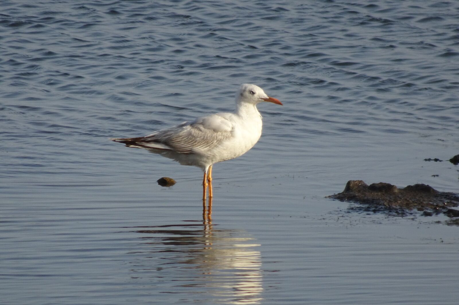Sony Cyber-shot DSC-HX90V sample photo. Gull, bird, slender-billed gull photography