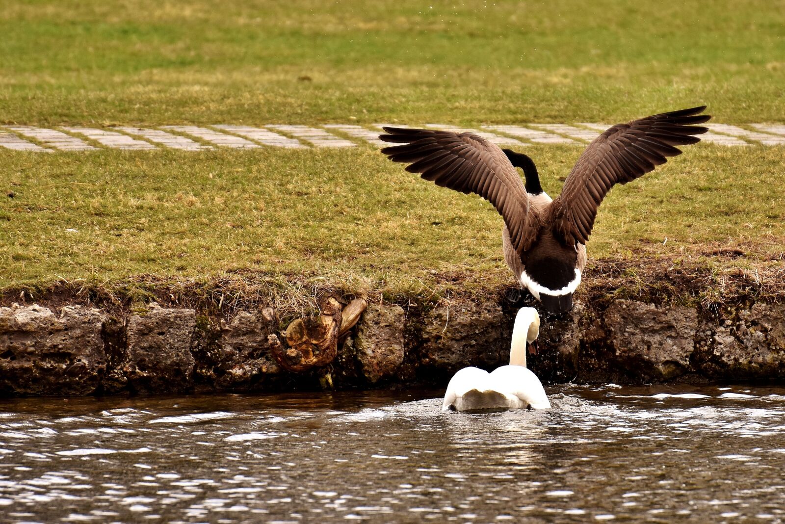 Nikon D7200 sample photo. Swan, goose, chase photography