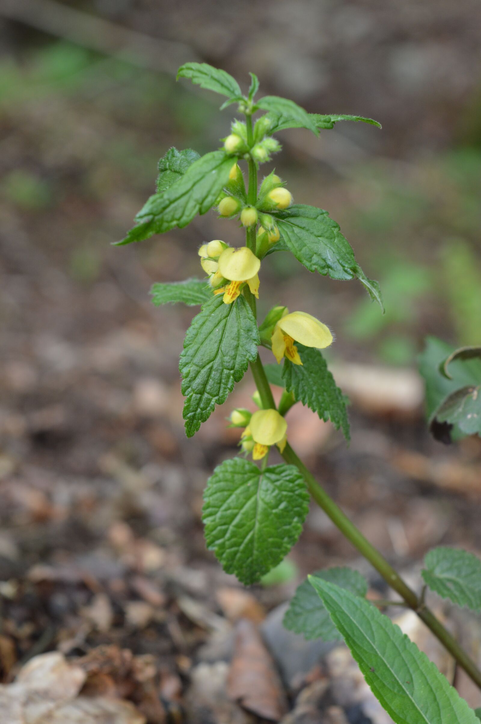 Nikon D3200 sample photo. Yellow, forest, nature photography