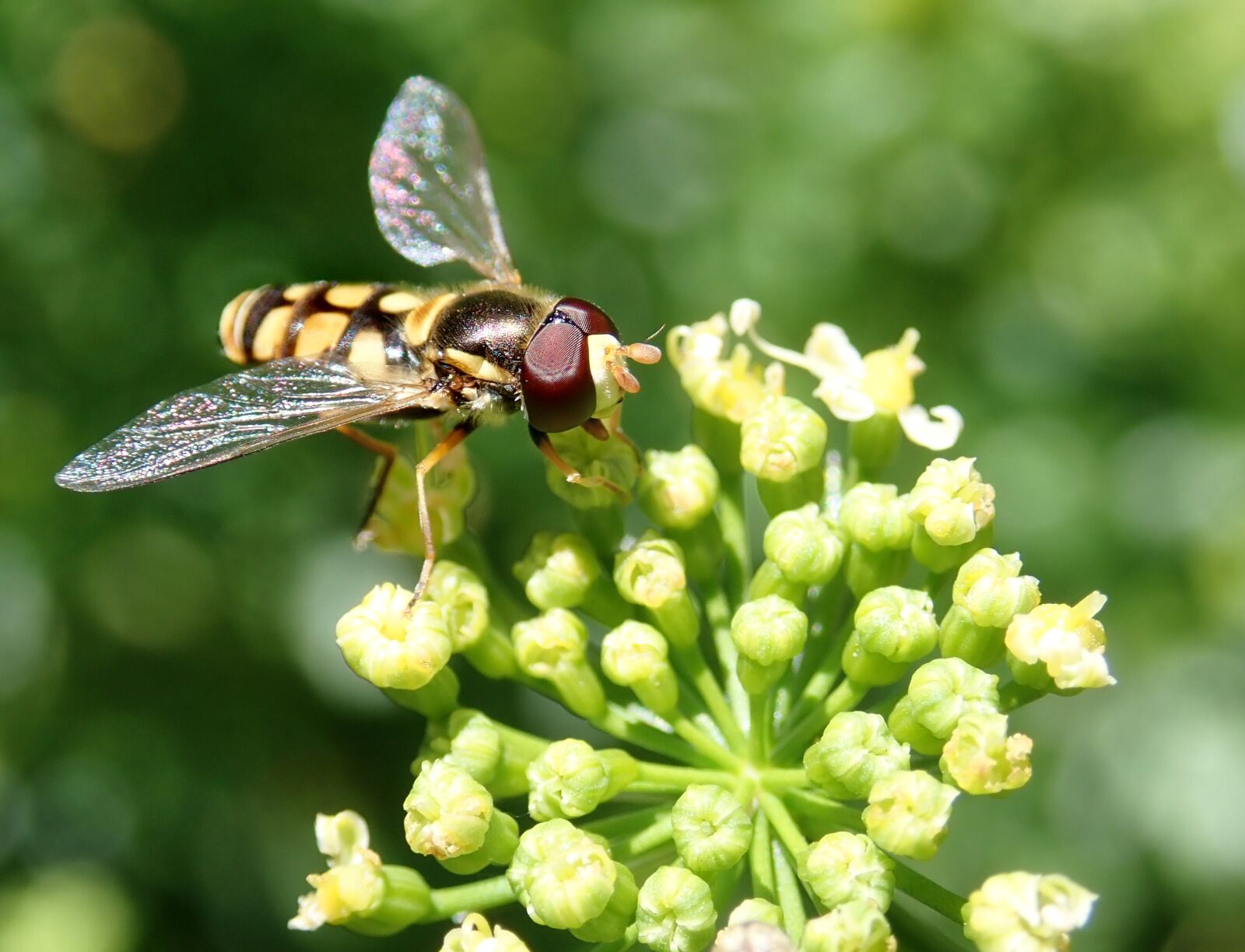 Olympus TG-5 sample photo. Insect, hover fly, nectar photography