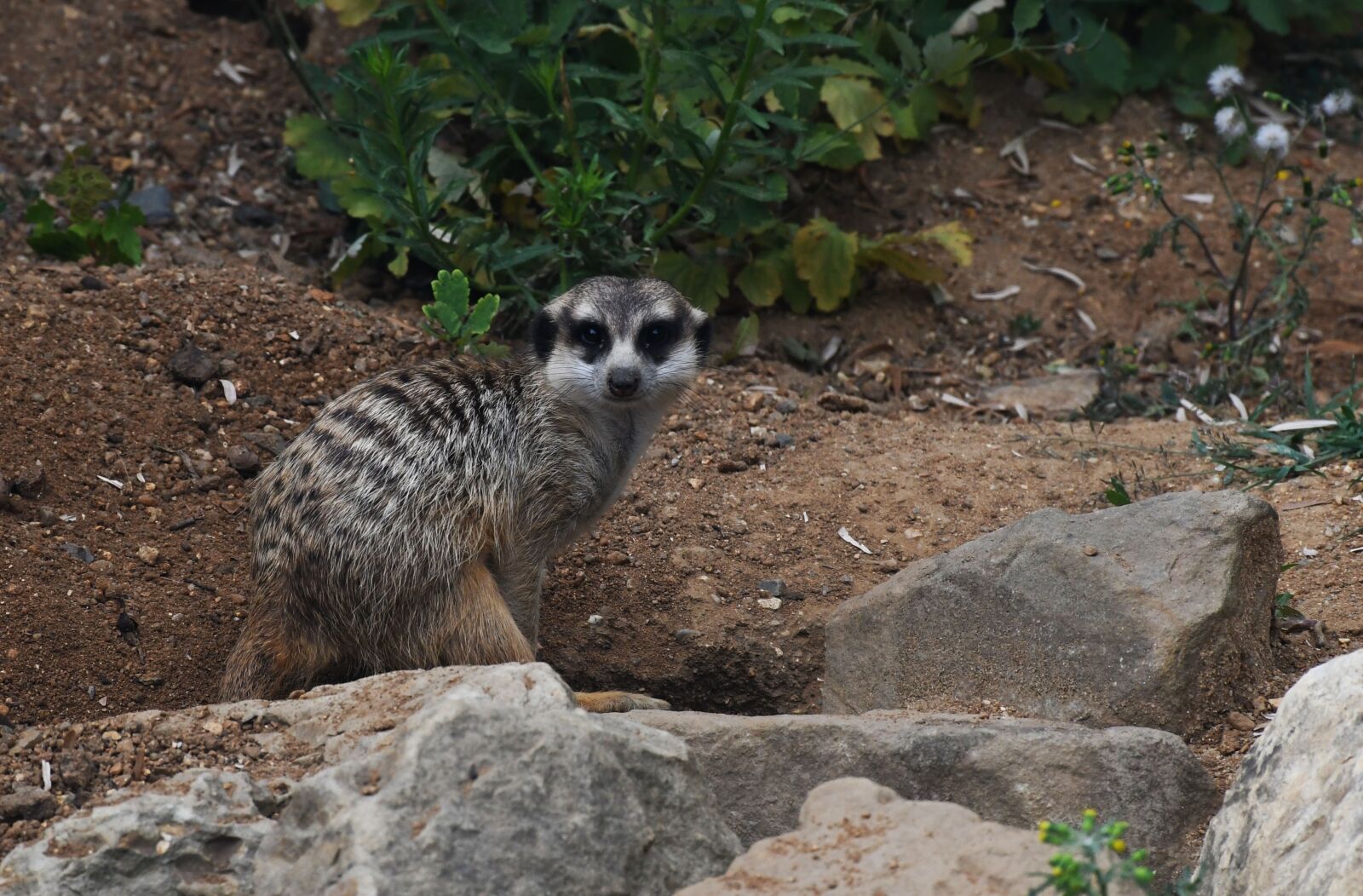 Nikon D7500 sample photo. Animal, cute, small photography