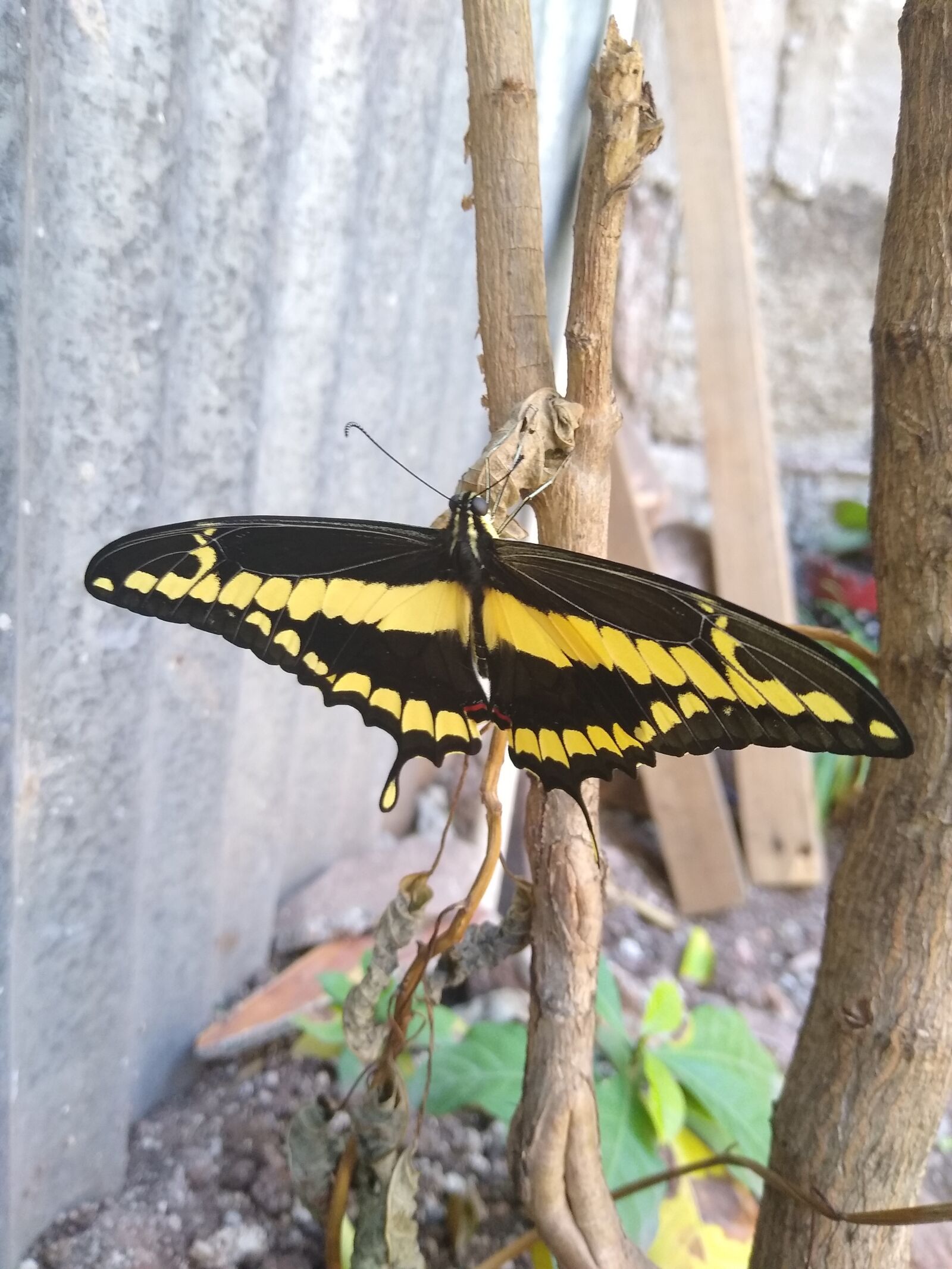 Motorola moto g(7) power sample photo. Butterfly, first look, hatched photography