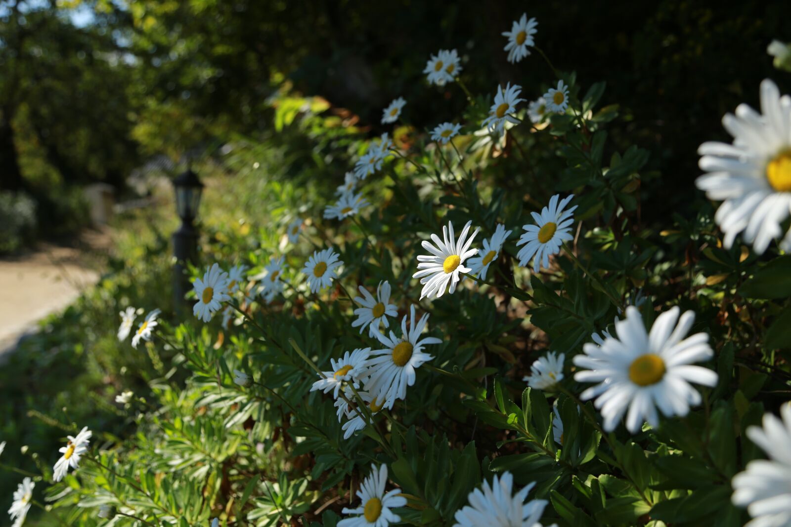 Canon EOS 6D + Canon EF 24-105mm F4L IS USM sample photo. Chrysanthemum, flowers, nature photography