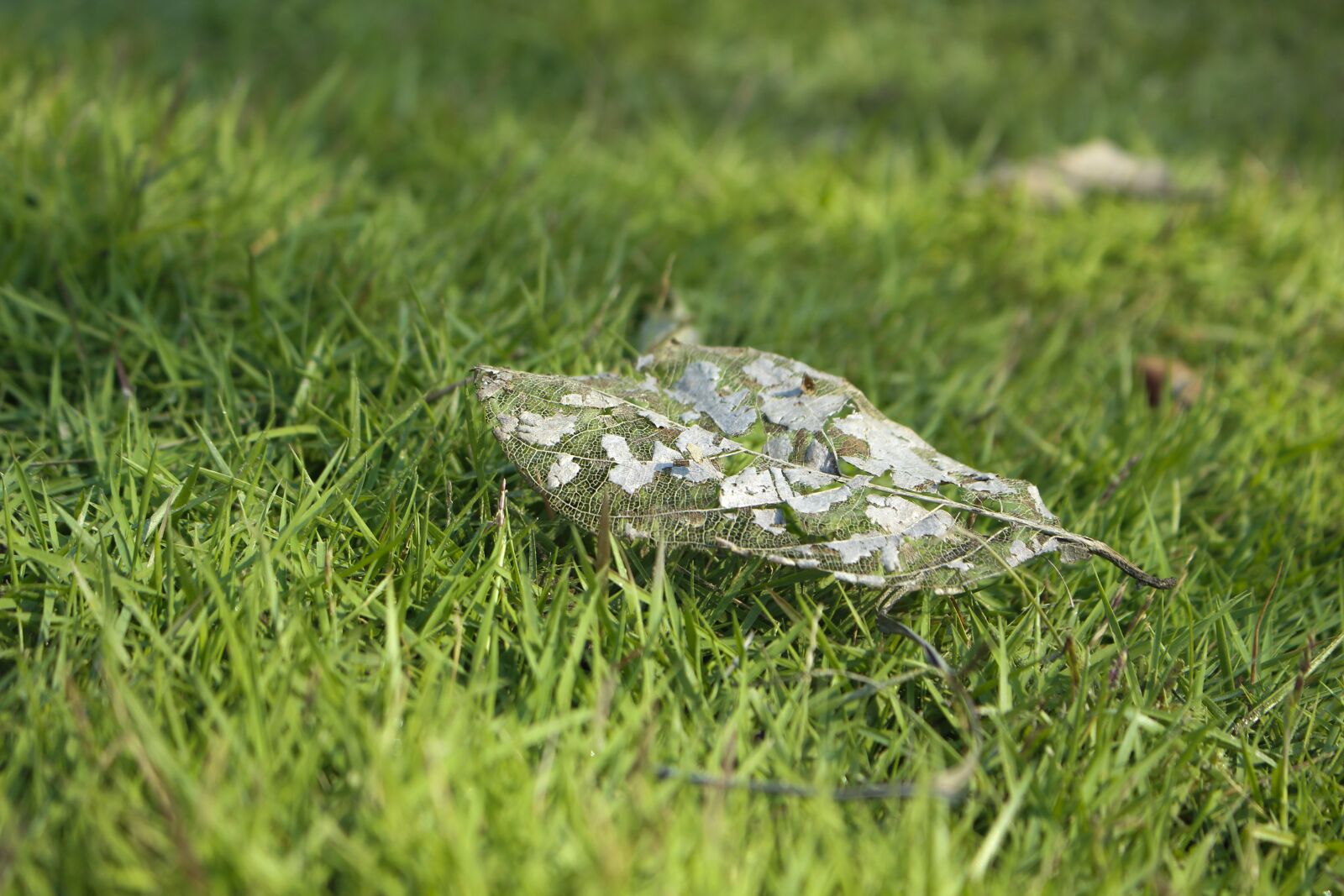 Canon EOS 700D (EOS Rebel T5i / EOS Kiss X7i) sample photo. Grass, nature, lawn photography