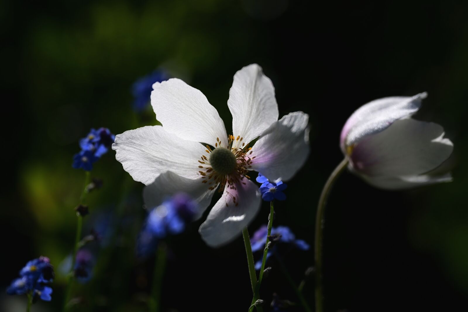Nikon Z6 sample photo. Anemone, flower, blossom photography