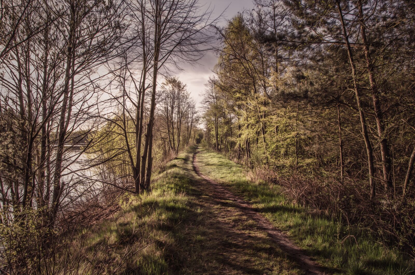 Nikon D5100 sample photo. Autumn, forest, away photography