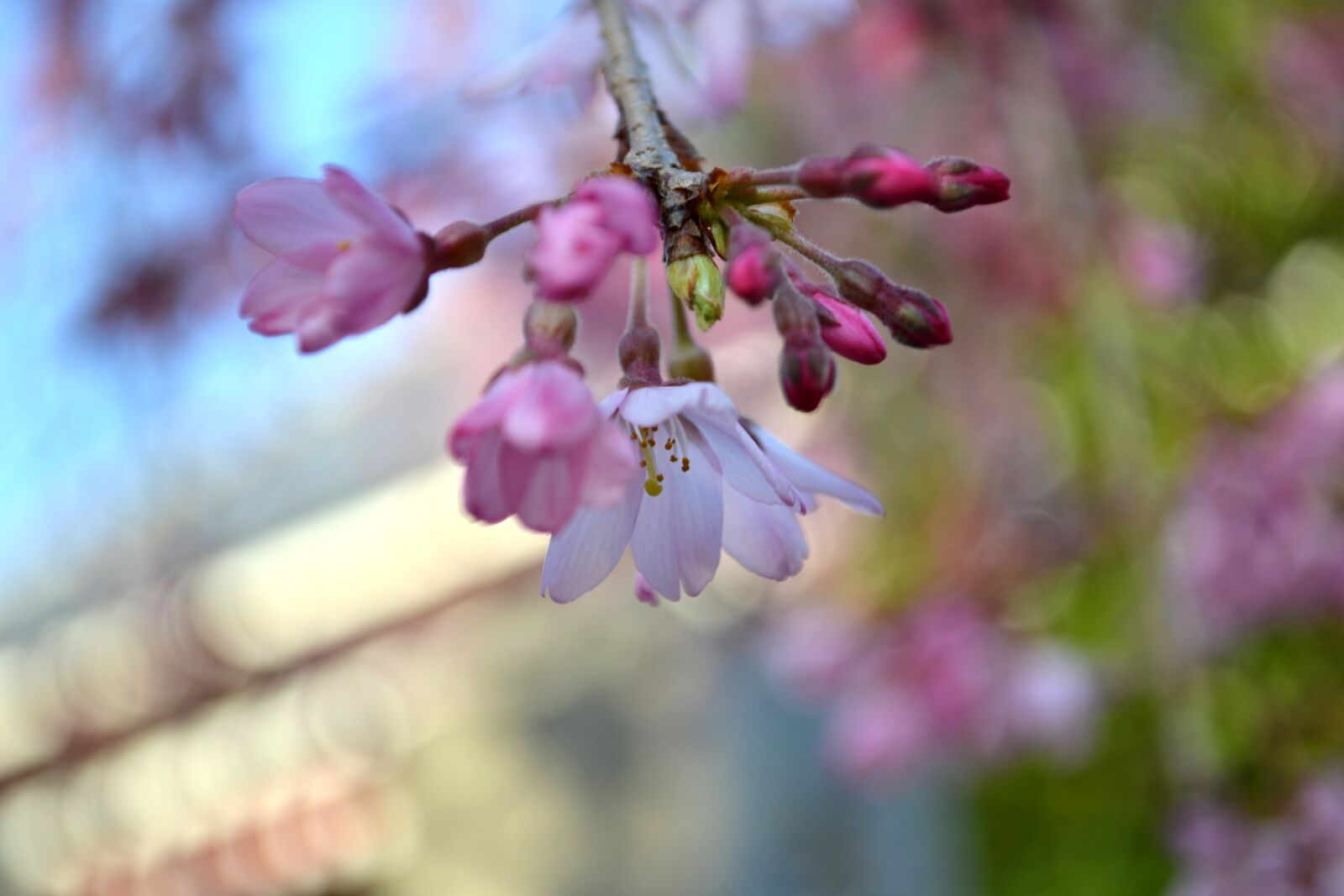 Nikon D3100 sample photo. Flower, cherry blossom, pink photography