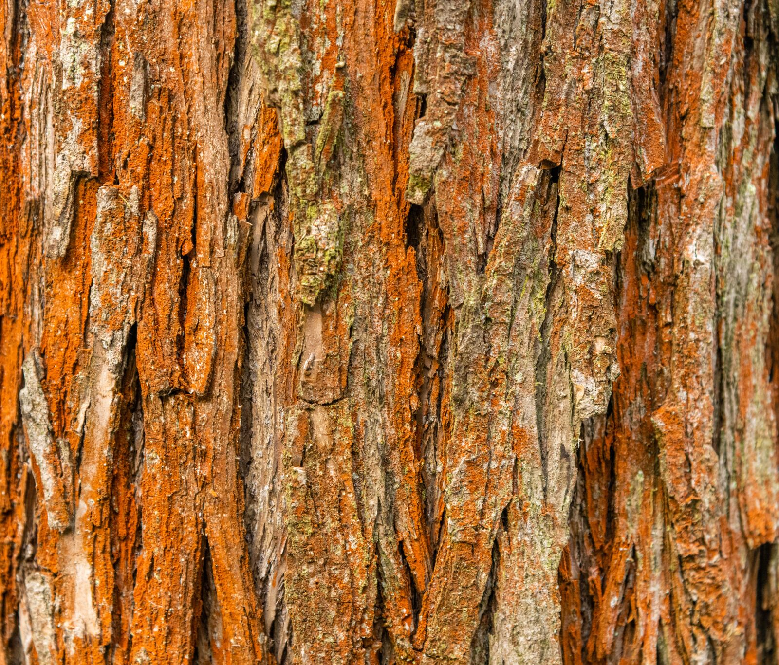 Nikon D850 sample photo. Texture, bark, tree photography