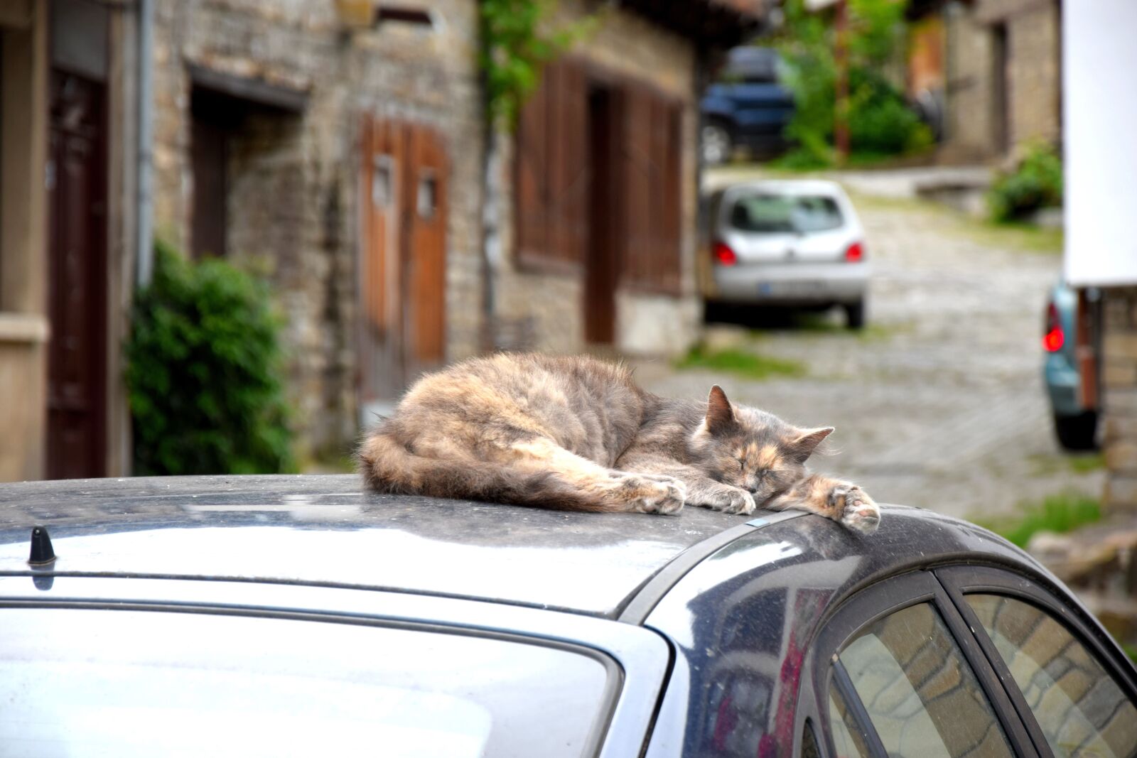 Nikon D3300 sample photo. Cat, sleeps, car photography