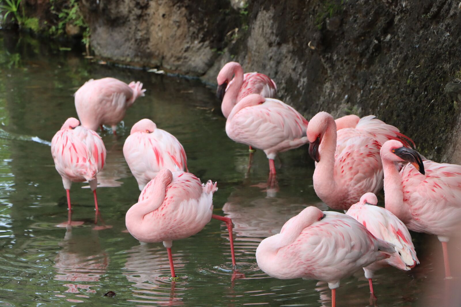 Canon EF-S 18-135mm F3.5-5.6 IS USM sample photo. Flamingo, bird, animal photography