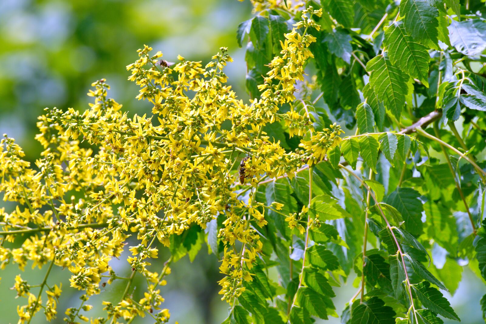 Nikon D5300 sample photo. The tree branch, the photography