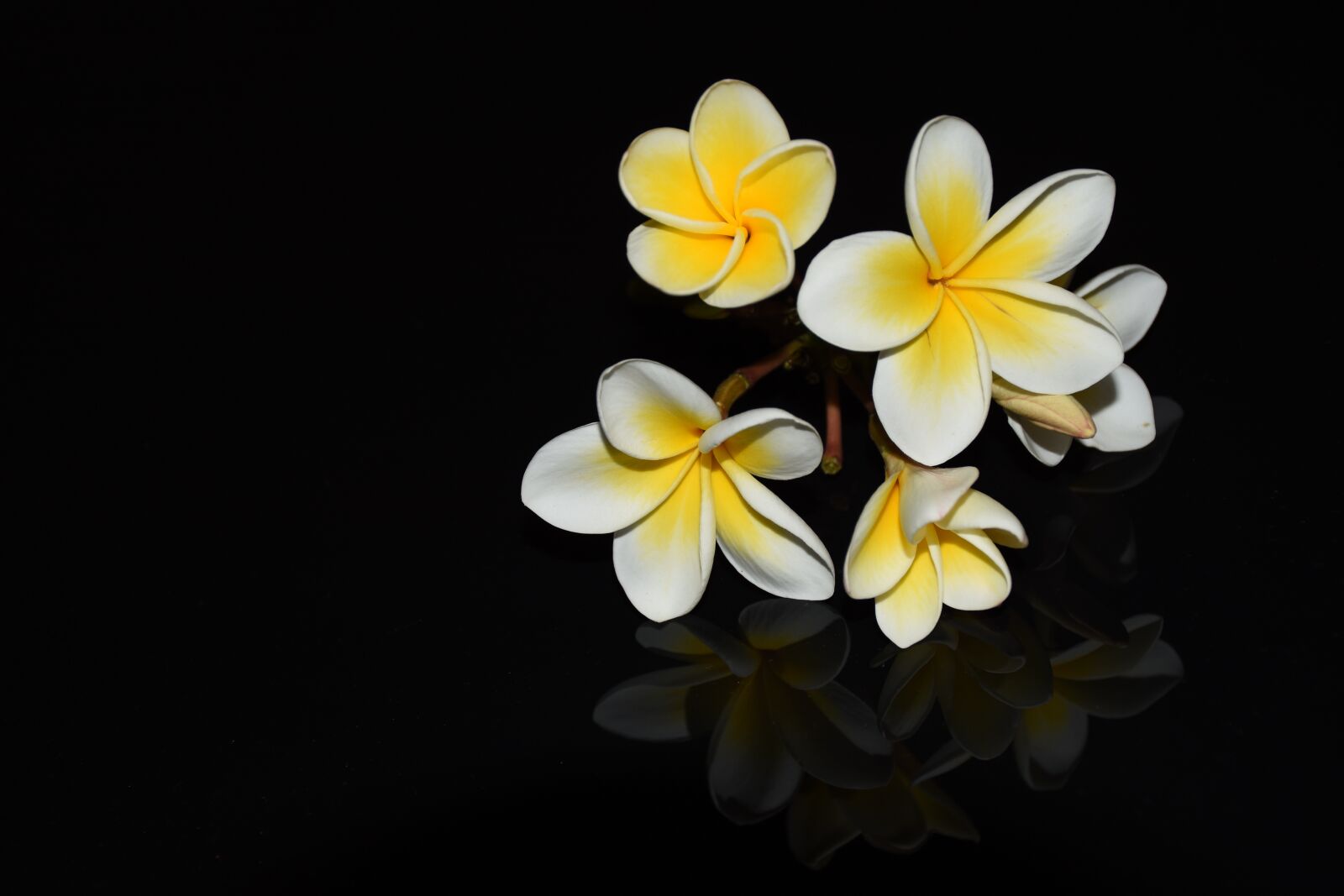 Nikon D7200 sample photo. Flower, flowers, plumeria rubra photography