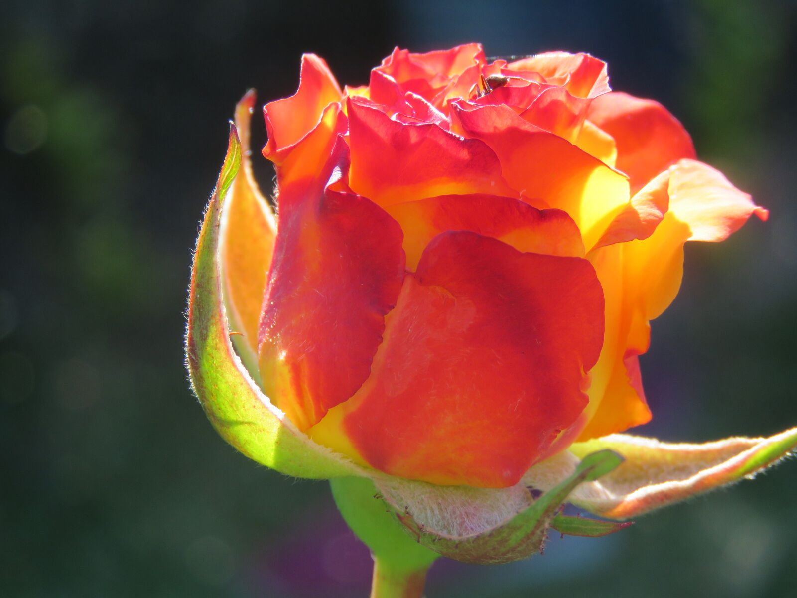 Canon PowerShot SX60 HS sample photo. Rosa, flower, garden photography