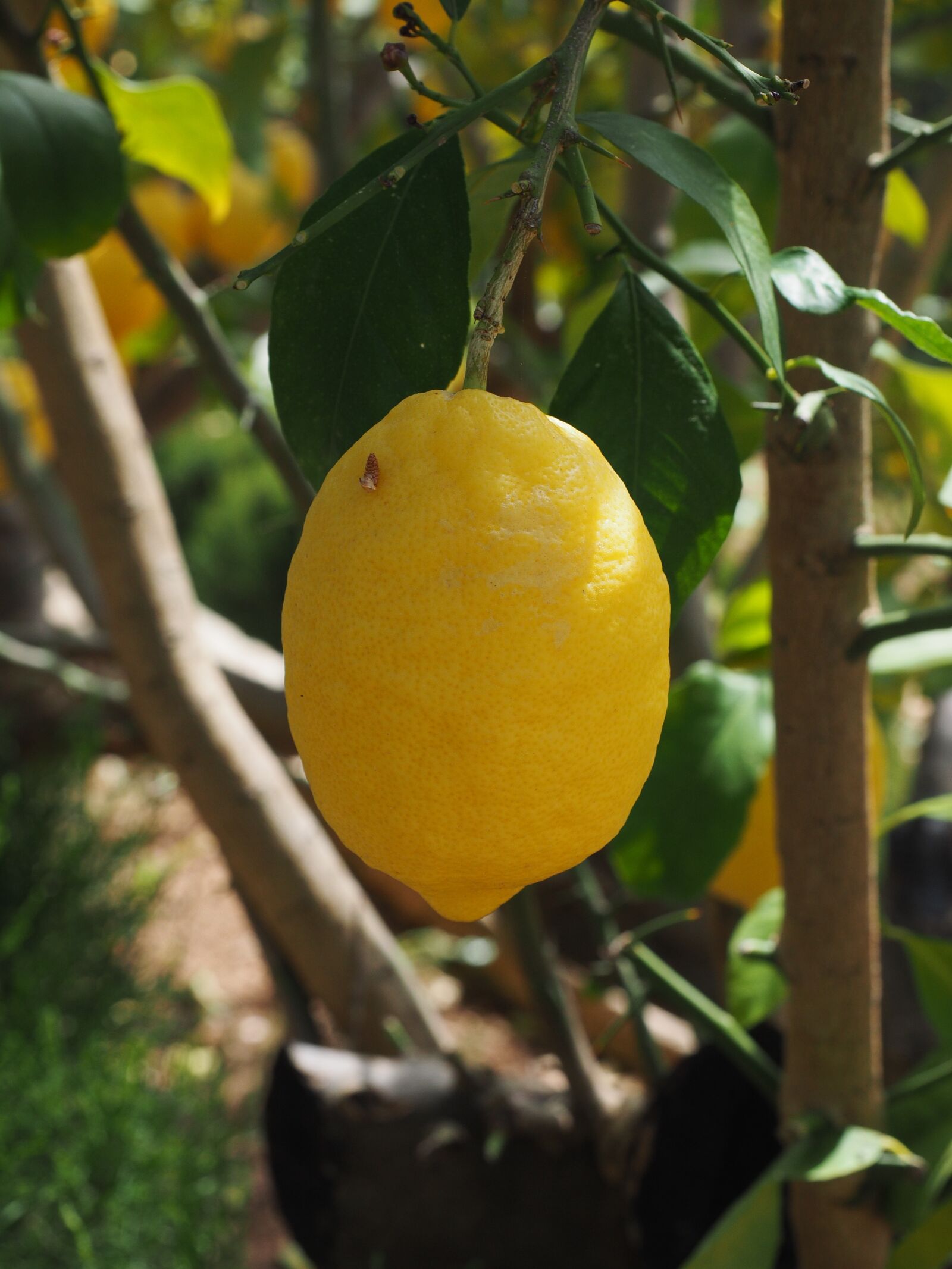 Olympus OM-D E-M1 + Olympus M.Zuiko Digital ED 12-40mm F2.8 Pro sample photo. Lemon, limone, lemon tree photography