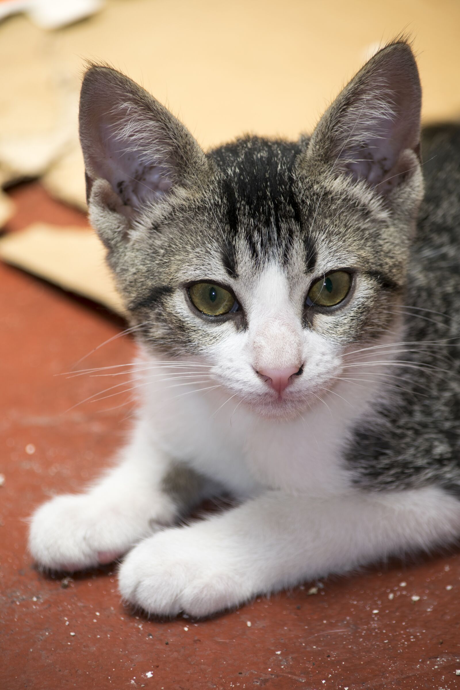 Nikon D3300 sample photo. Nice, animalia, pet photography