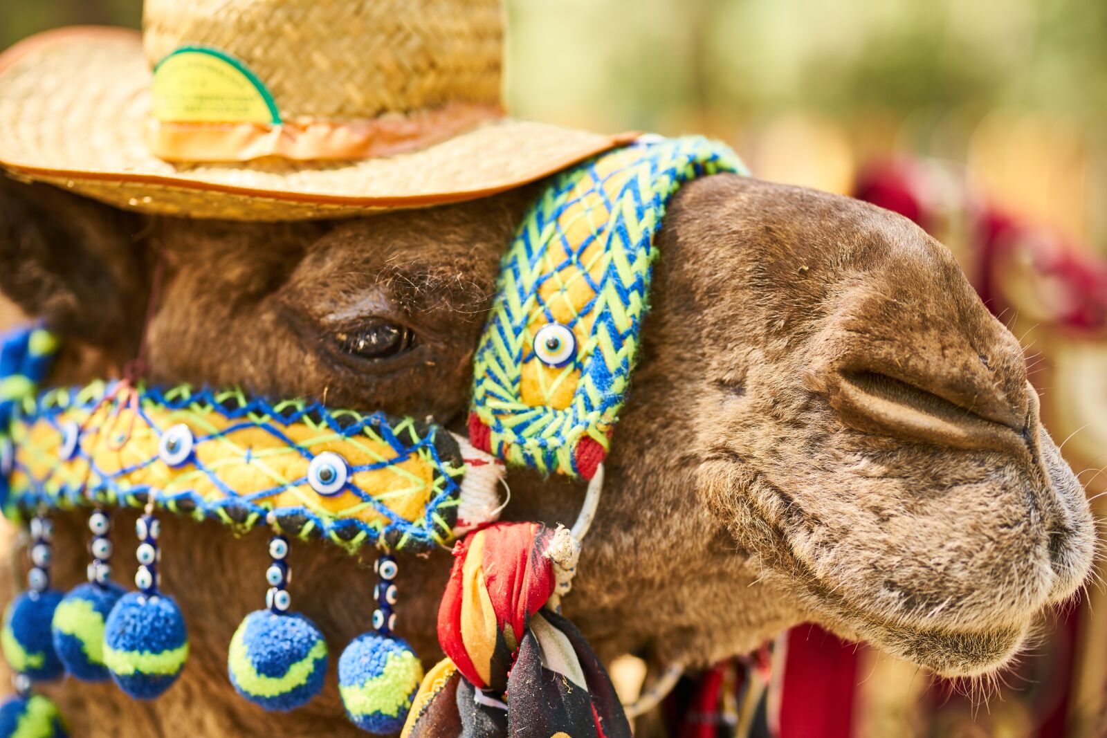 Sony a7R II sample photo. Camel, tourism, hat photography