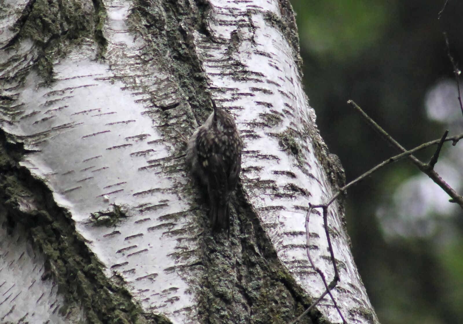 Canon EOS 550D (EOS Rebel T2i / EOS Kiss X4) sample photo. Tree runner, birch, branch photography