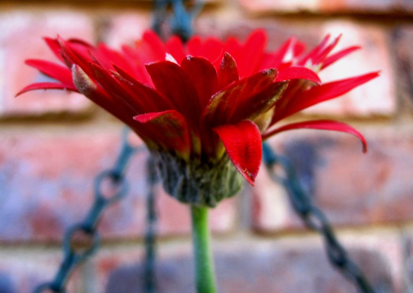 Canon PowerShot SD1200 IS (Digital IXUS 95 IS / IXY Digital 110 IS) sample photo. Daisy, baberton, flower photography