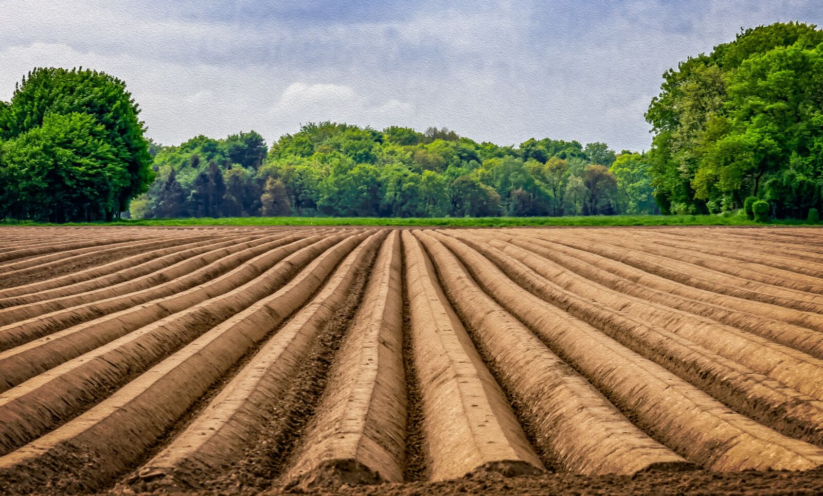 Nikon D3300 sample photo. Field, asparagus, asparagus field photography