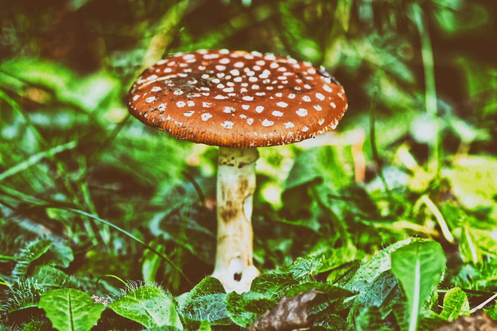 Nikon D7200 sample photo. Fly agaric, nature, forest photography