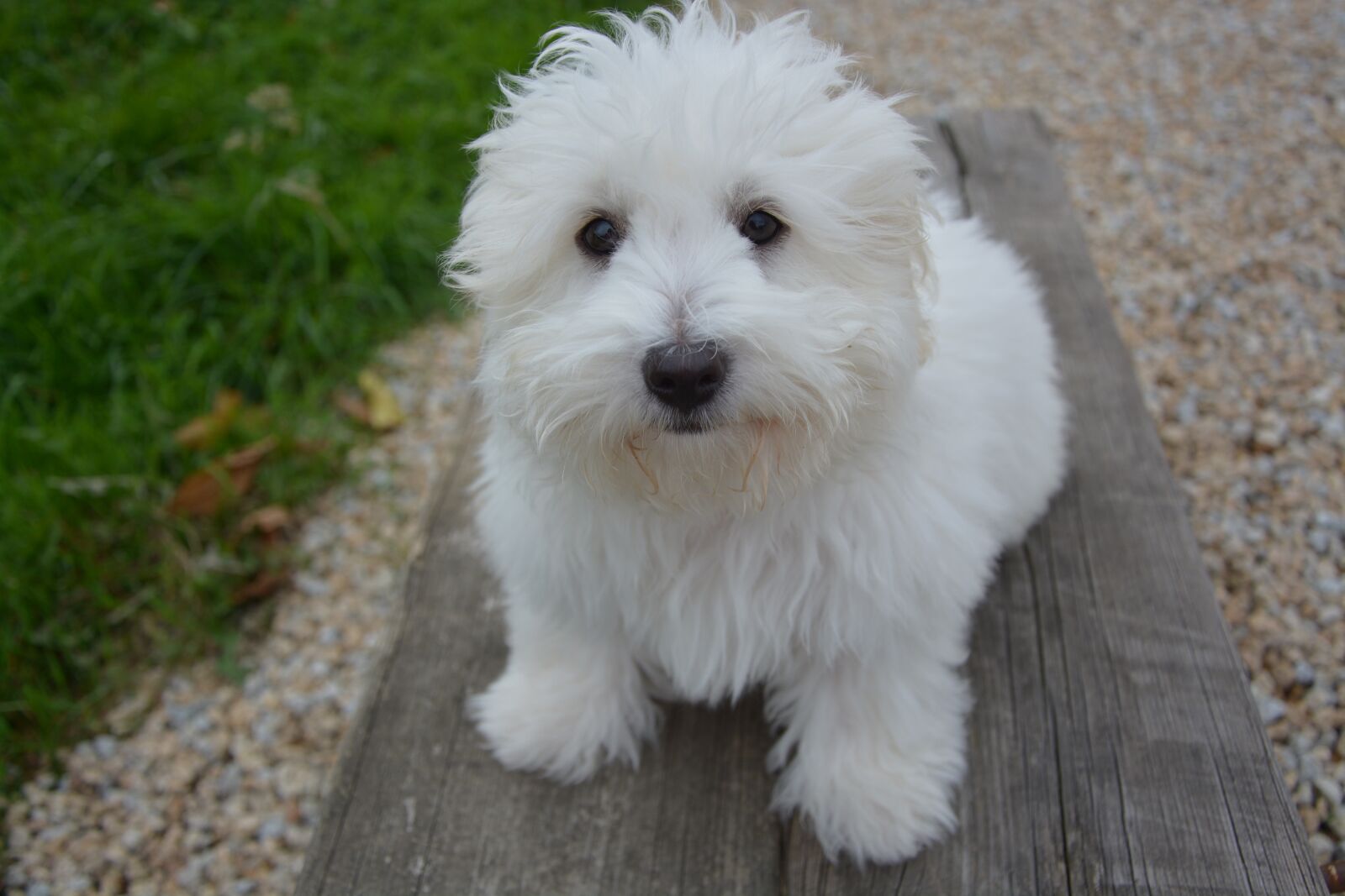 Nikon D5200 sample photo. Dog, cotton, white dog photography