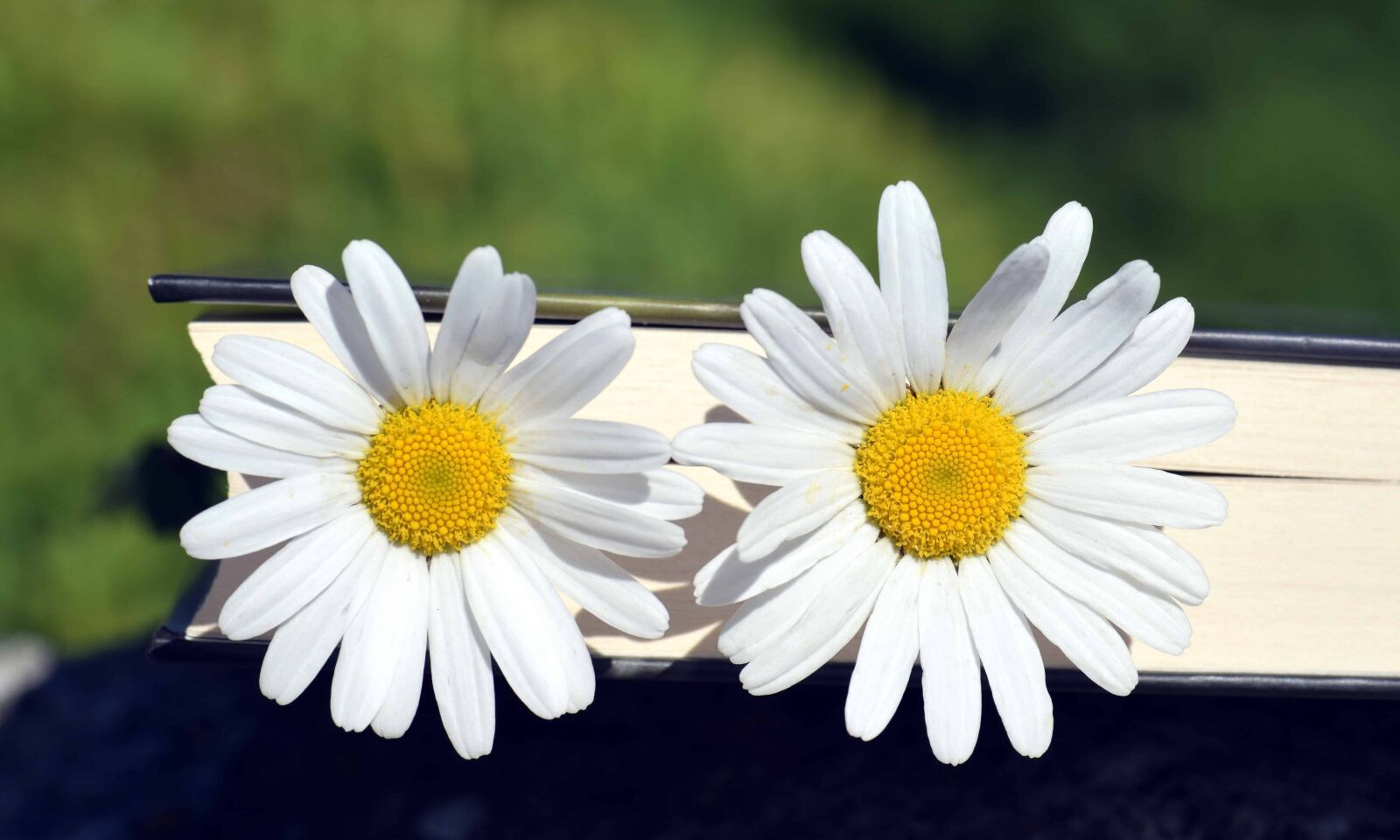 Nikon D3300 sample photo. Still life, macro, nature photography