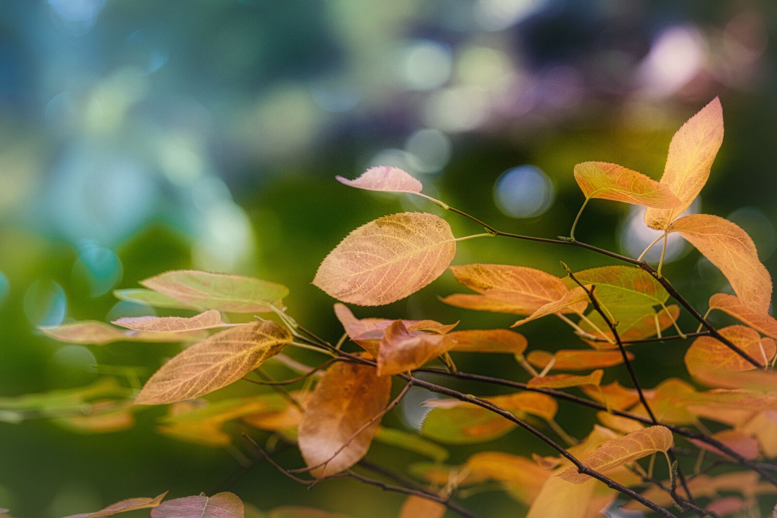 Canon EF 70-200mm F4L IS USM sample photo. Leaves, autumn, mood photography