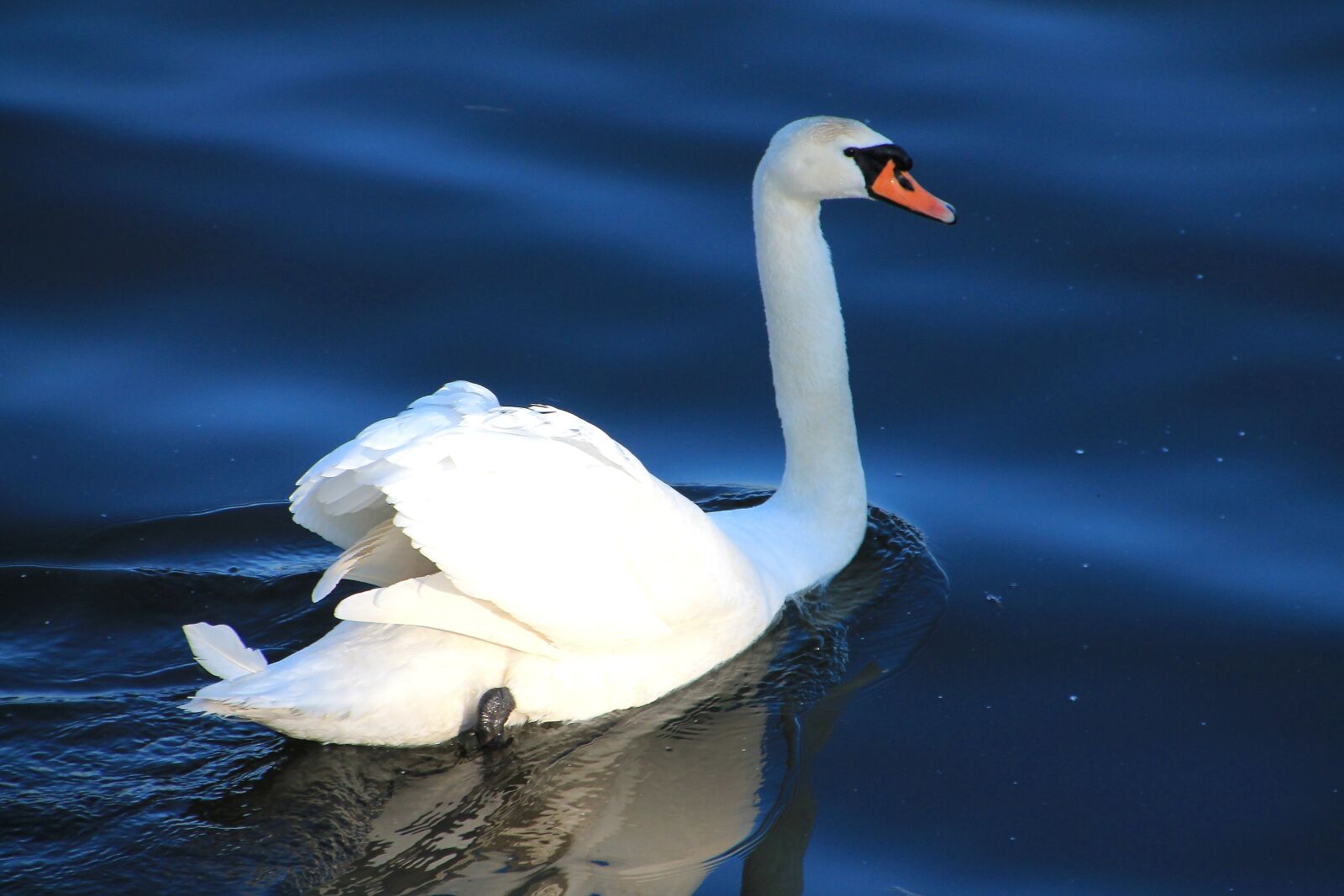 Canon EOS 1100D (EOS Rebel T3 / EOS Kiss X50) sample photo. Swan, water, lake photography