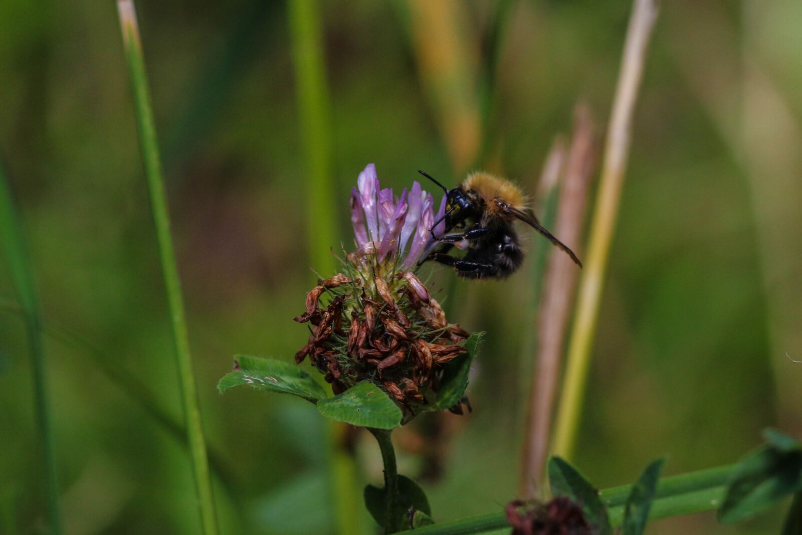Canon EOS 7D Mark II sample photo. Bumble bee, insect, flower photography