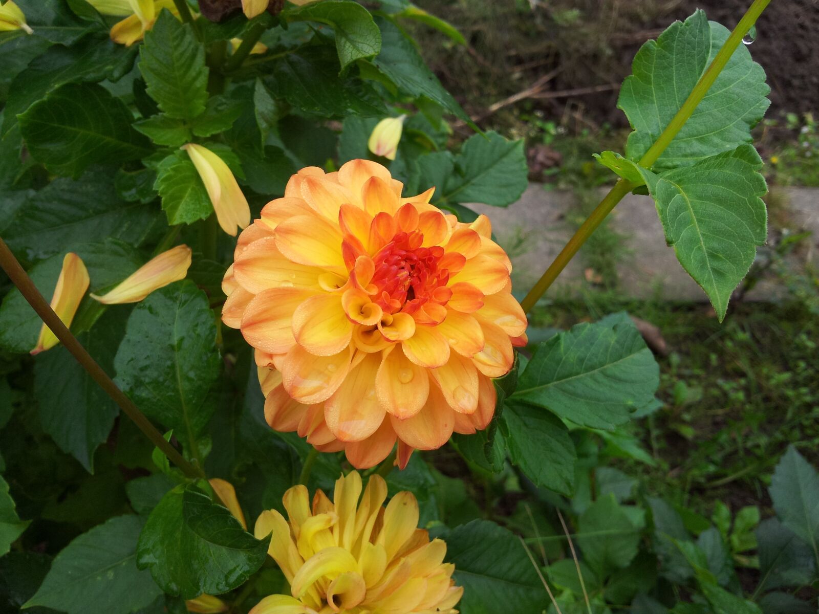 Samsung Galaxy S2 sample photo. Flower, plant, summer photography