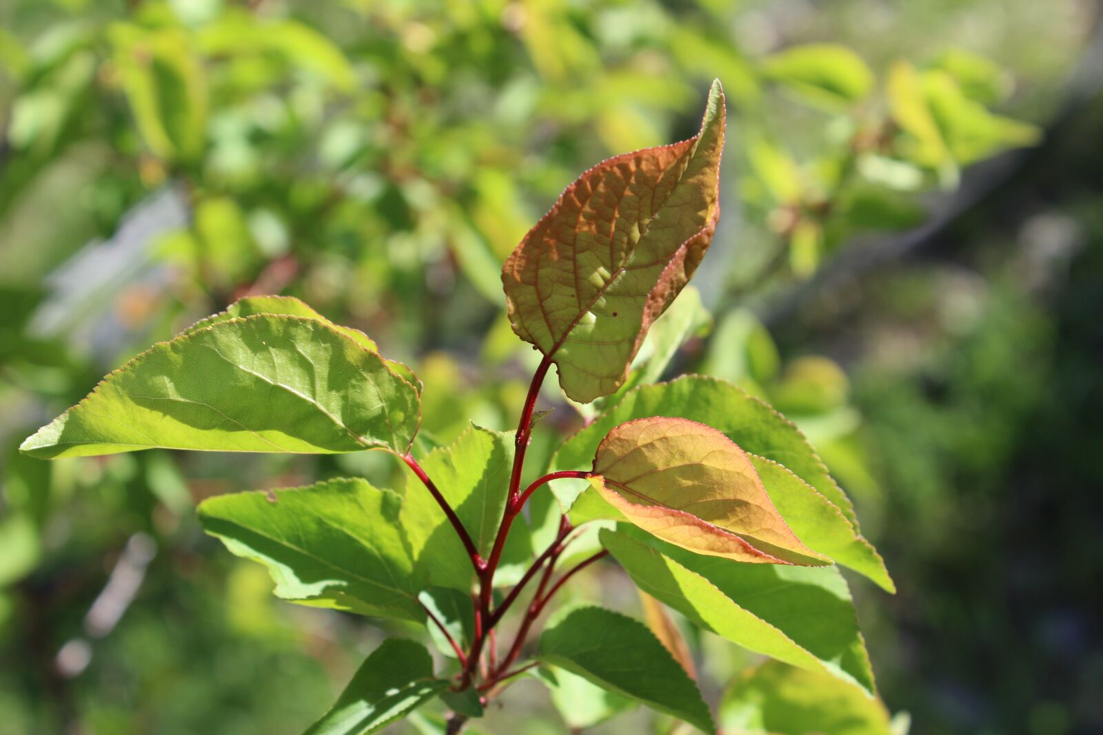 Canon EOS 1200D (EOS Rebel T5 / EOS Kiss X70 / EOS Hi) sample photo. Leaf, nature, plant photography