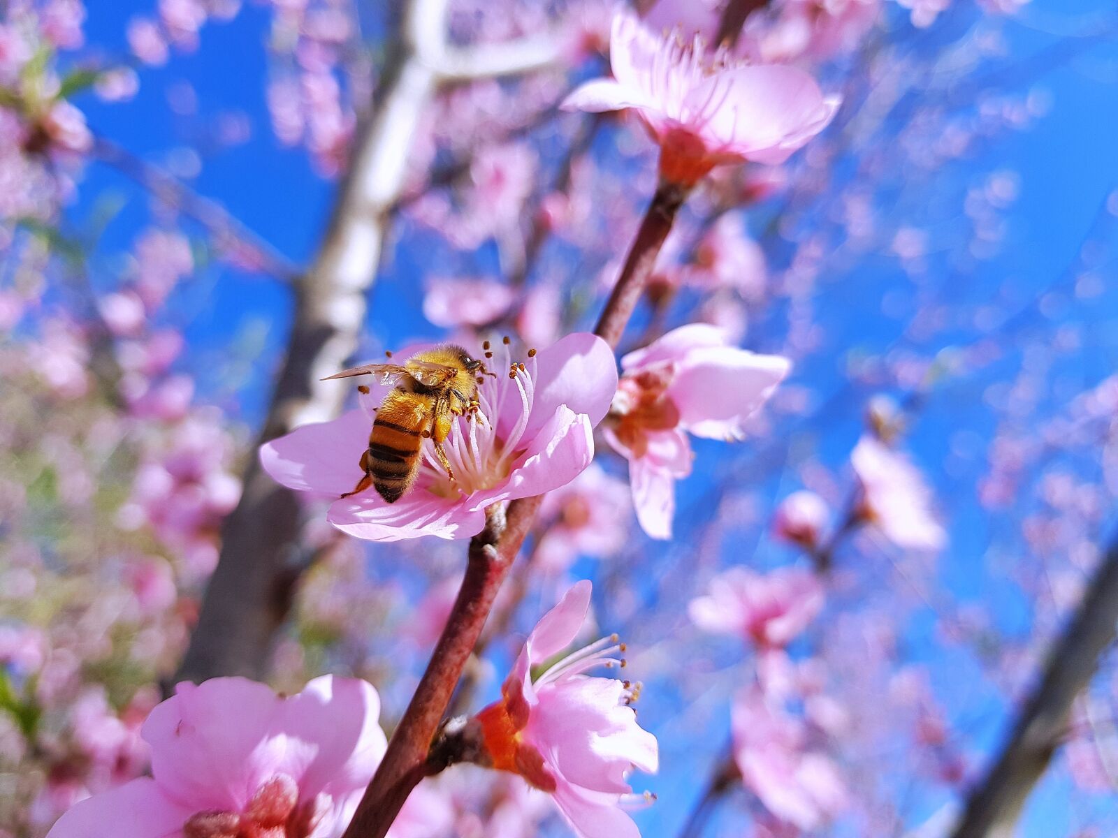 Samsung Galaxy S8+ sample photo. Peache flowers, new zealand photography