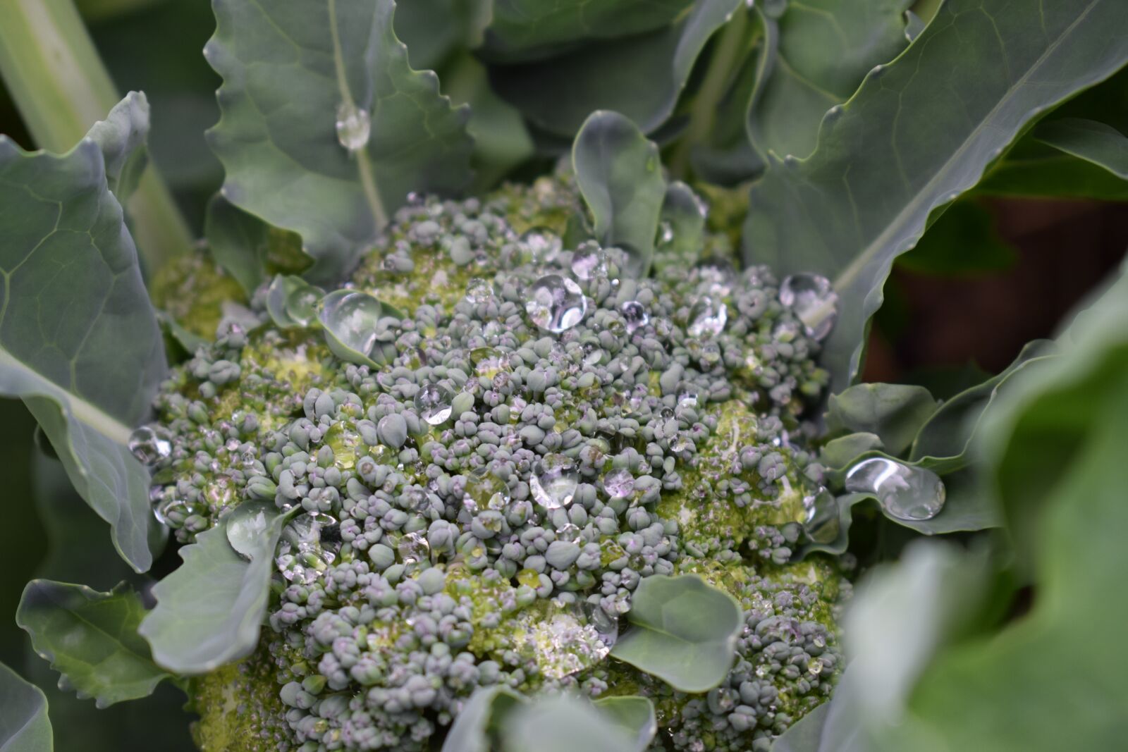 Nikon D3300 sample photo. Broccoli, summer, garden photography