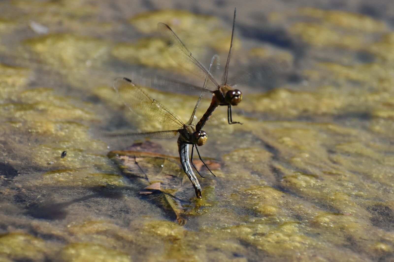 Nikon D7200 sample photo. Natural, landscape, waterside photography