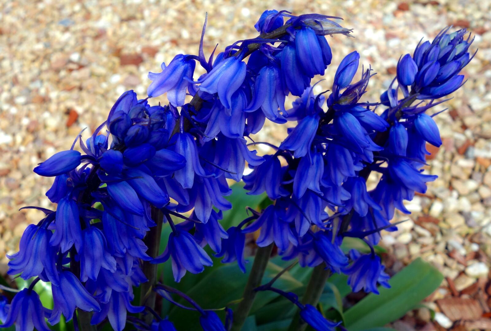Sony Cyber-shot DSC-RX100 sample photo. Hyacinth, hyacinthus, early photography