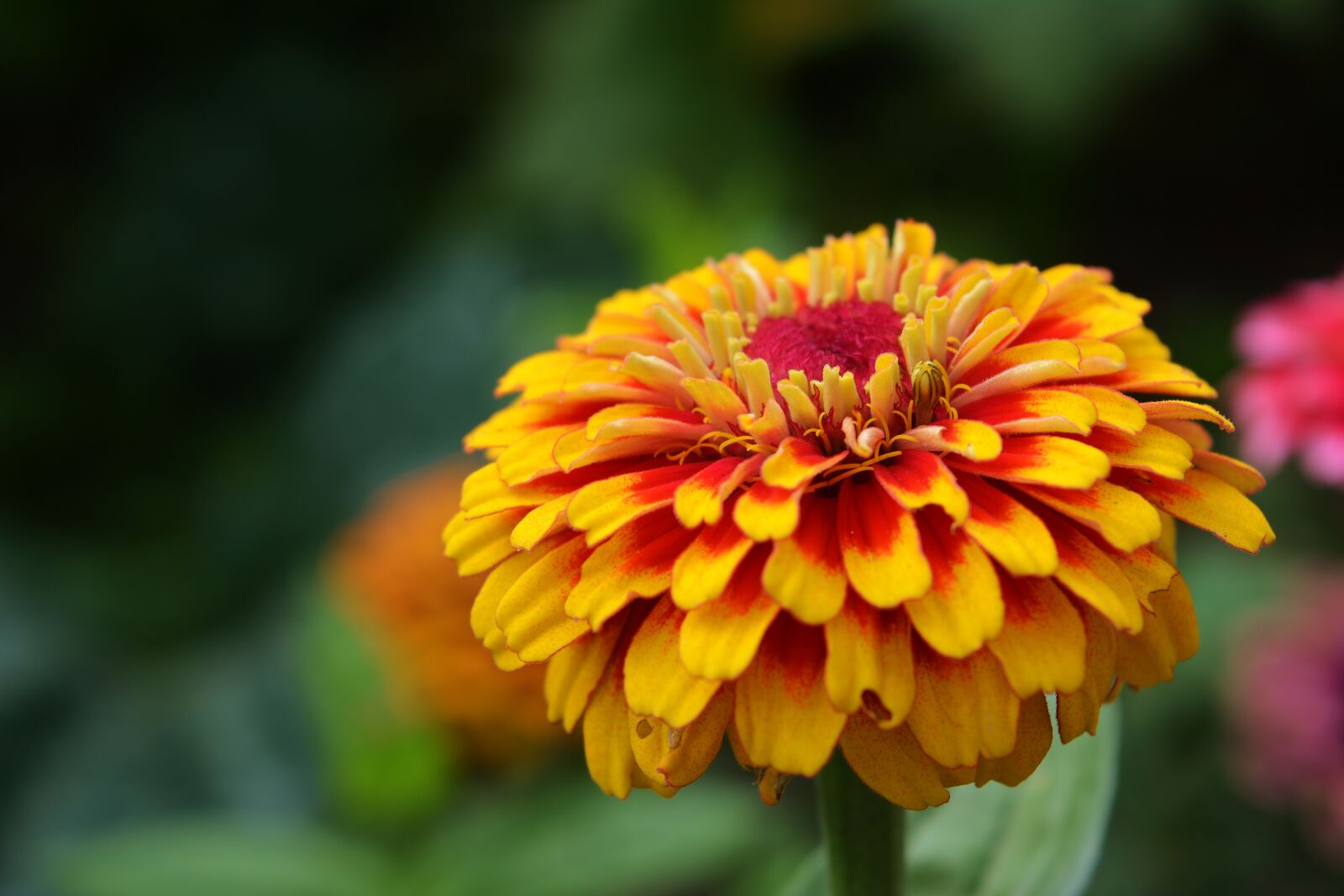 Nikon D5200 sample photo. Zinnia, flower, garden photography