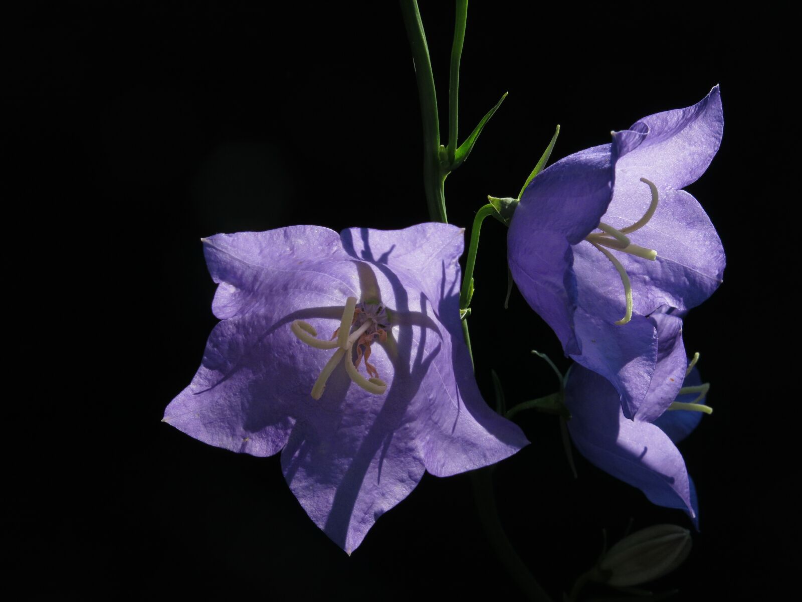 Canon PowerShot G15 sample photo. Bellflower, blue, blossom photography