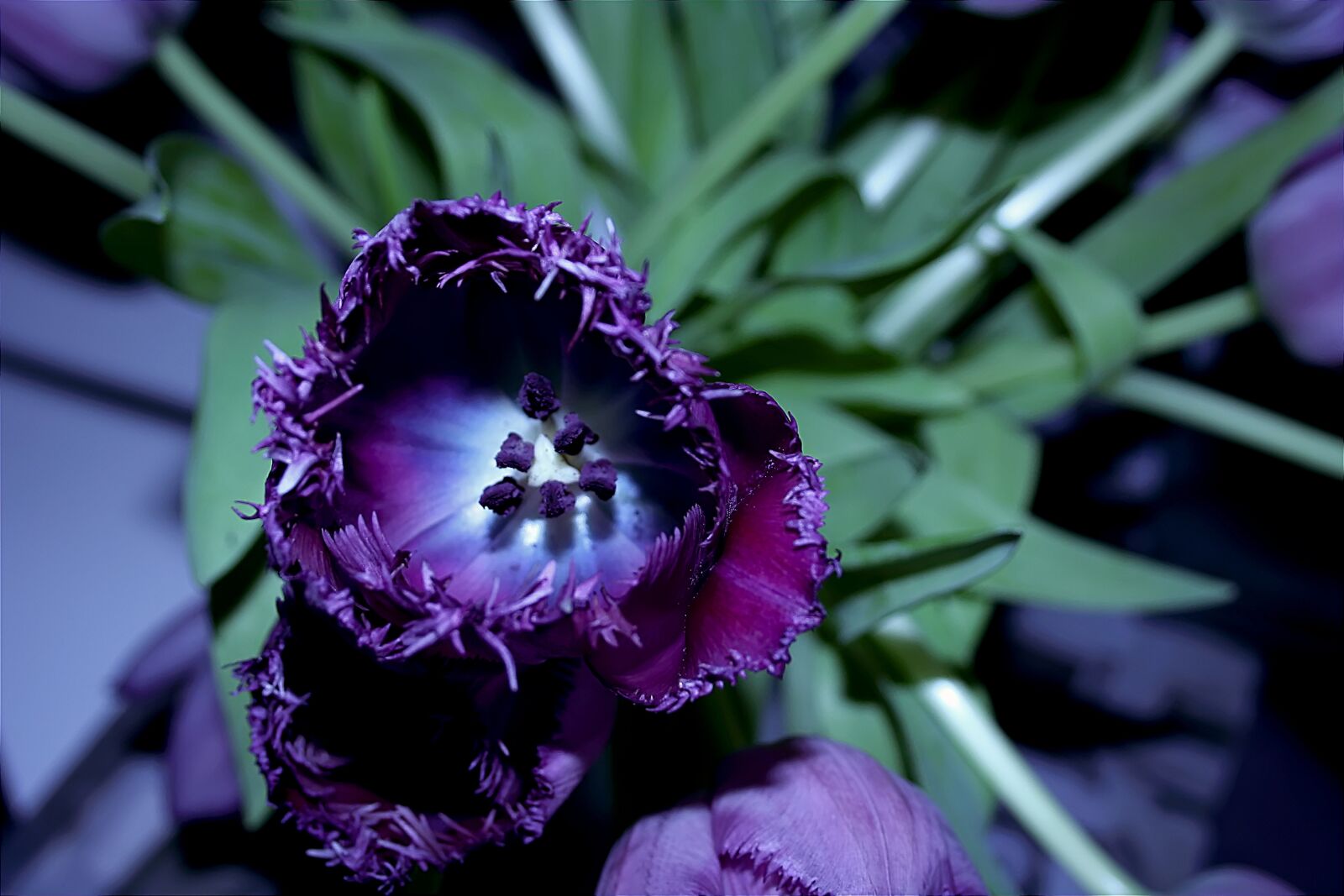 Canon EOS 1000D (EOS Digital Rebel XS / EOS Kiss F) sample photo. Tulip, flower, violet photography