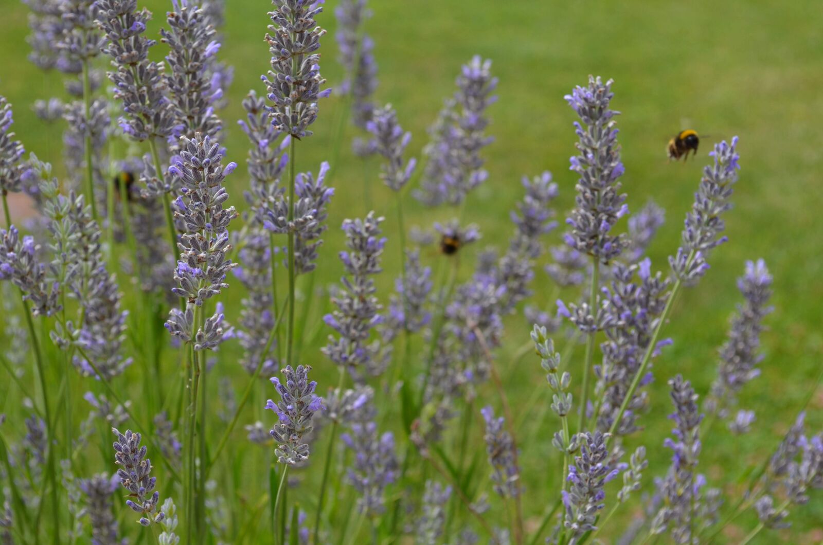 Nikon D5100 sample photo. Nature, bee, flower photography