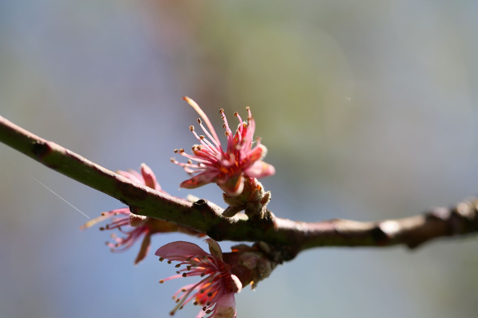 Canon EF 100mm F2.8L Macro IS USM sample photo. Flowers, engine, scion photography