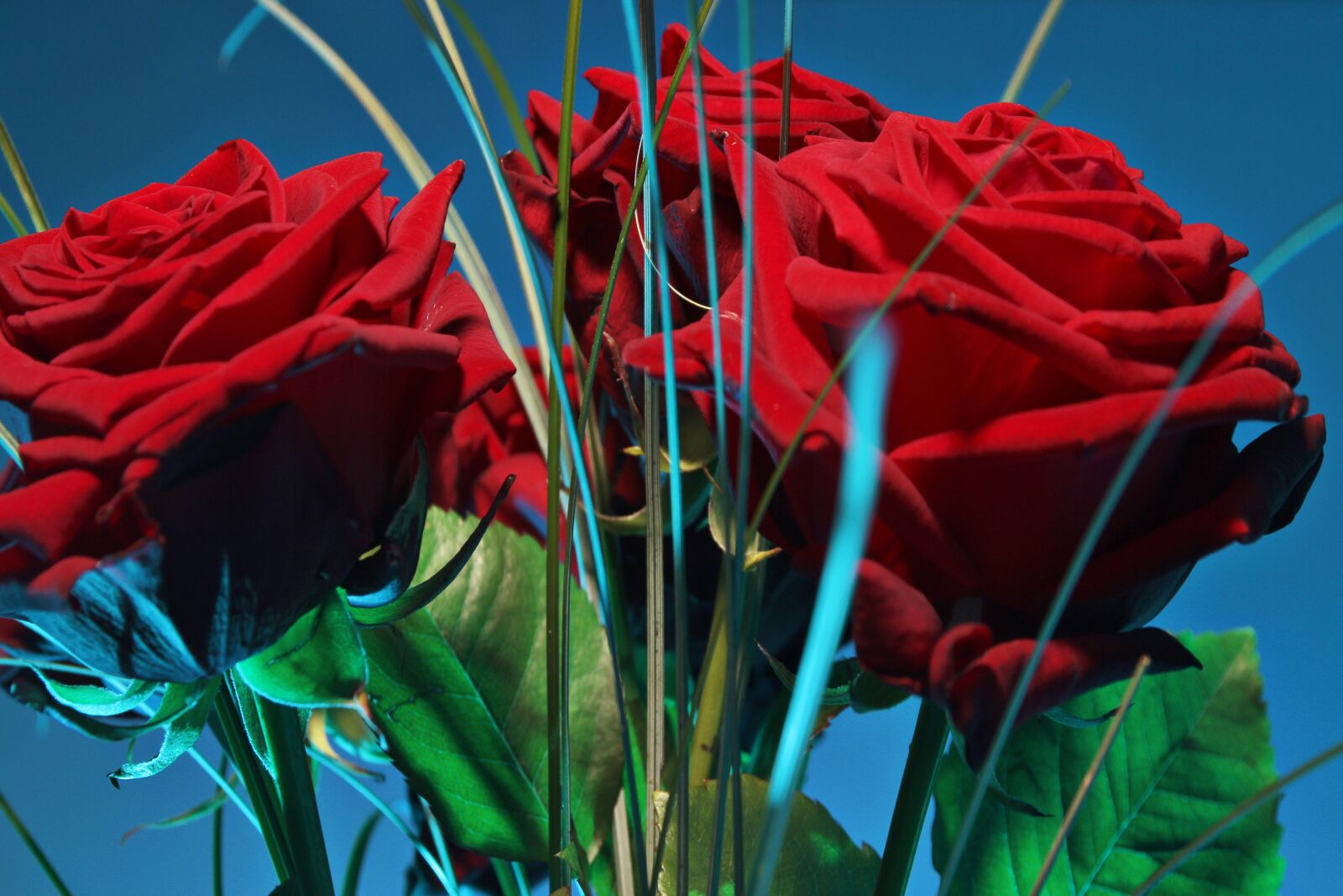 Canon EOS 7D sample photo. Roses, flower, blossom photography