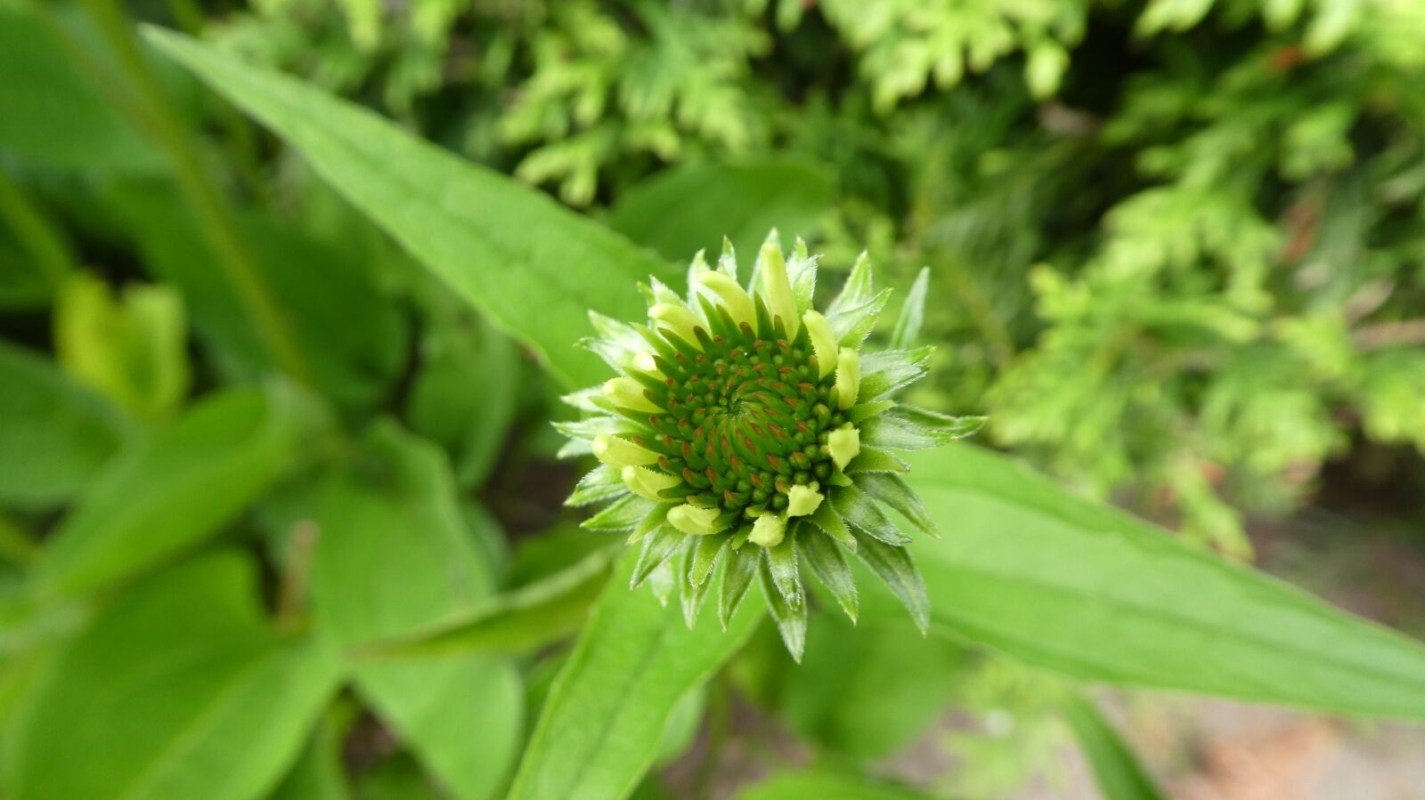Panasonic DMC-TZ81 sample photo. Echinacea, coneflower, blossom photography