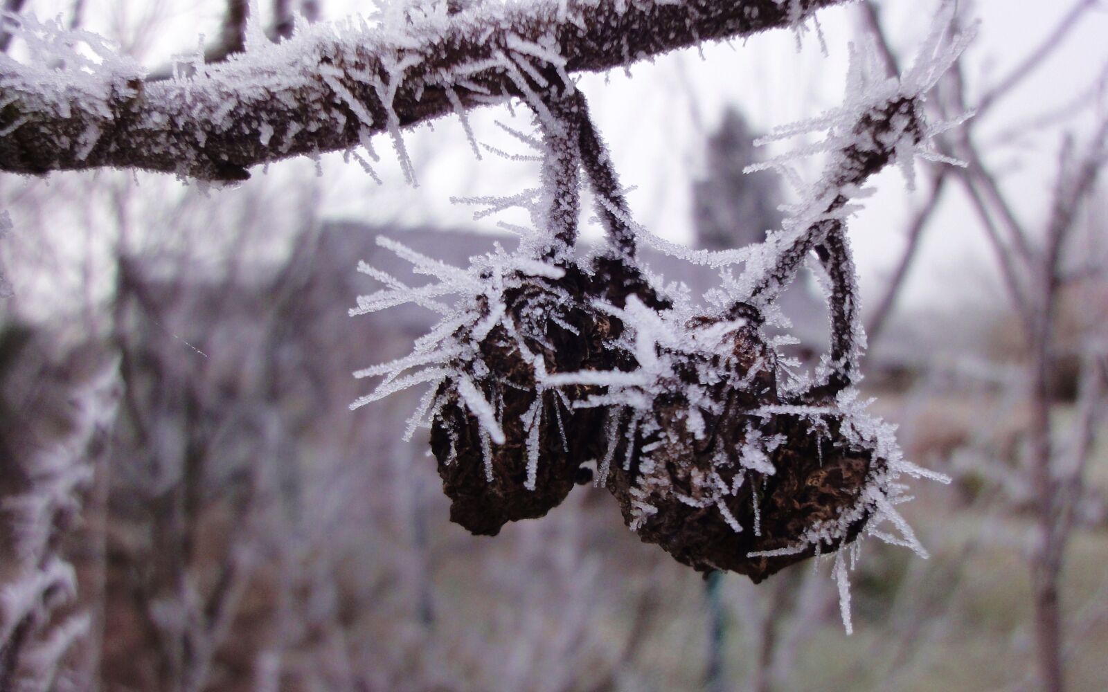 Sony Cyber-shot DSC-WX1 sample photo. Frost, winter photography