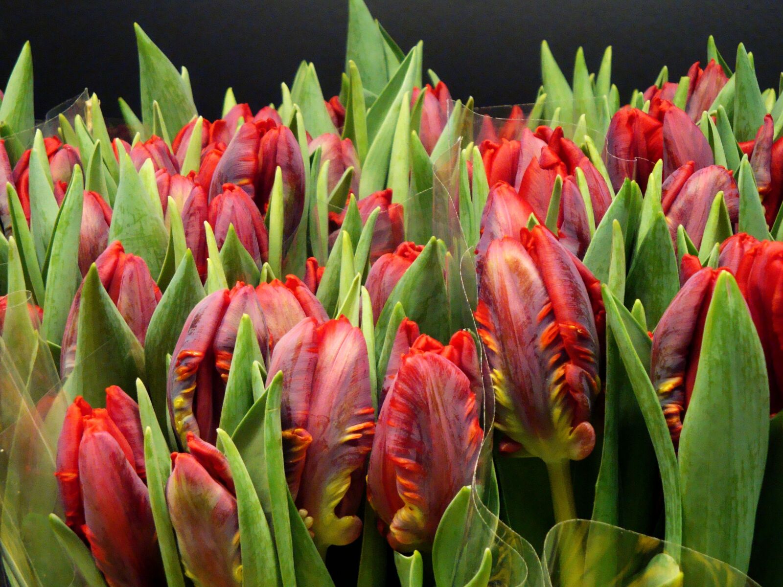 Sony Cyber-shot DSC-W150 sample photo. Tulips, red, cut flowers photography