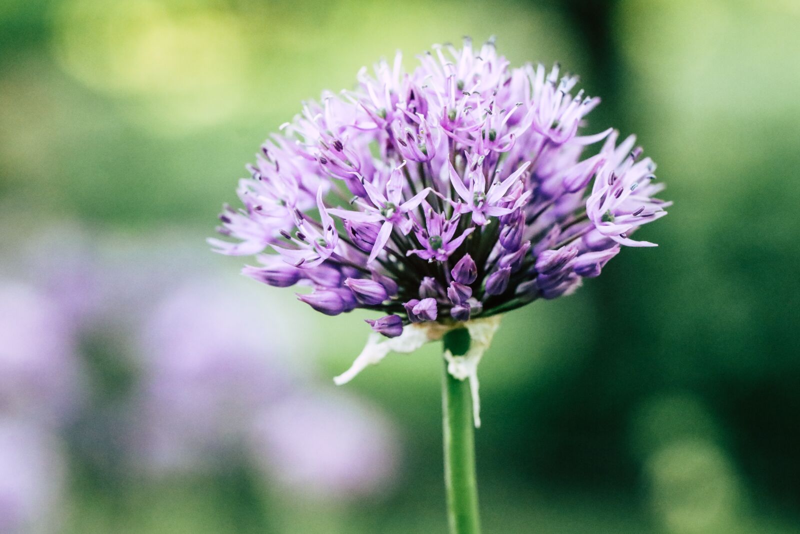 Canon EOS R sample photo. Flower, garden, blossom photography