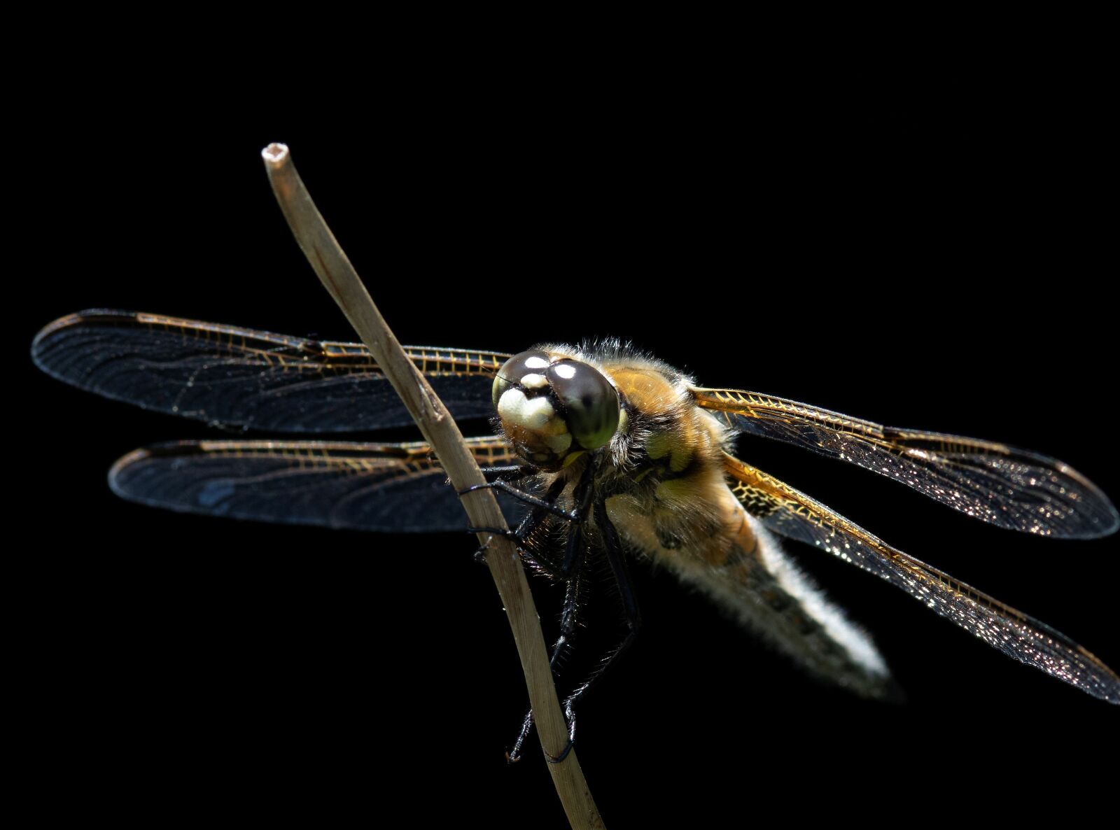 Nikon D850 sample photo. Dragonfly, nature, insect photography