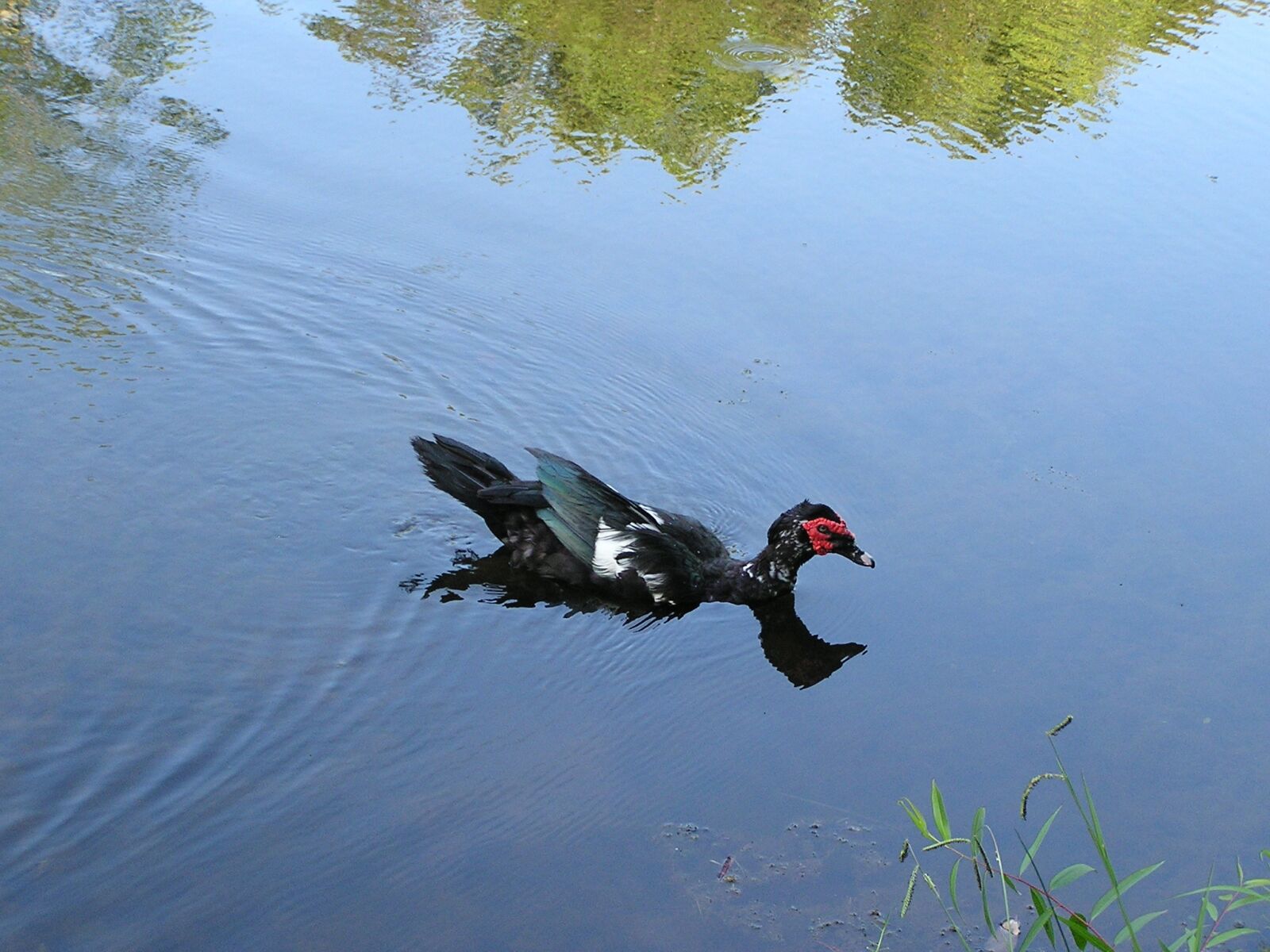 Olympus C740UZ sample photo. Duck, water, reflection photography